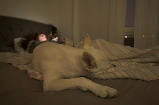 A white dog is sleeping on his owner’s bed with her while she is checking her phone. High ISO was used because of low natural light.