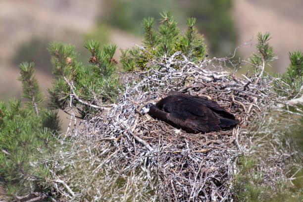 buitre cinereso, ave bebé (aegypius monachus) en su vida natural nido. - cinereous fotografías e imágenes de stock