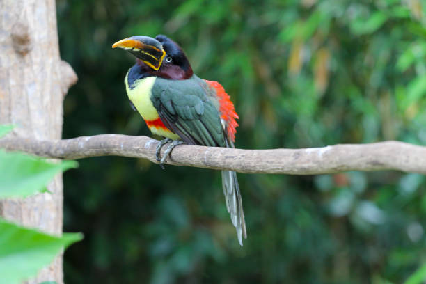 istock Toucan perched on a branch, bird in natural landscape. 1225203471