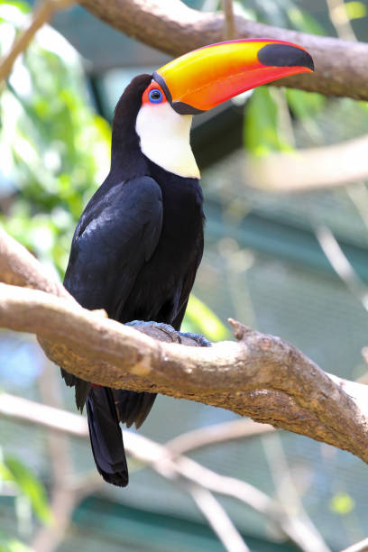 istock colorful toucan on a tree, bird in natural landscape. 1225203496