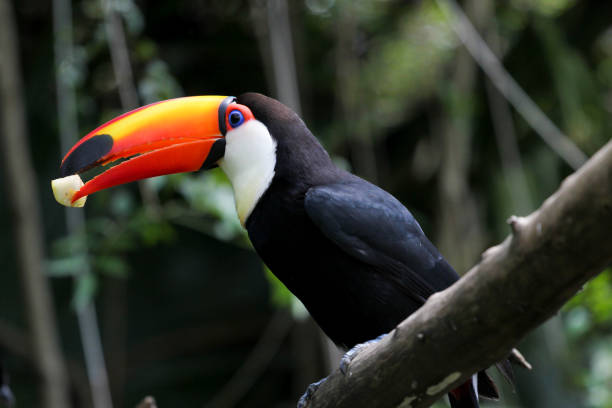 istock colorful toucan on a tree, bird in natural landscape. 1225203521