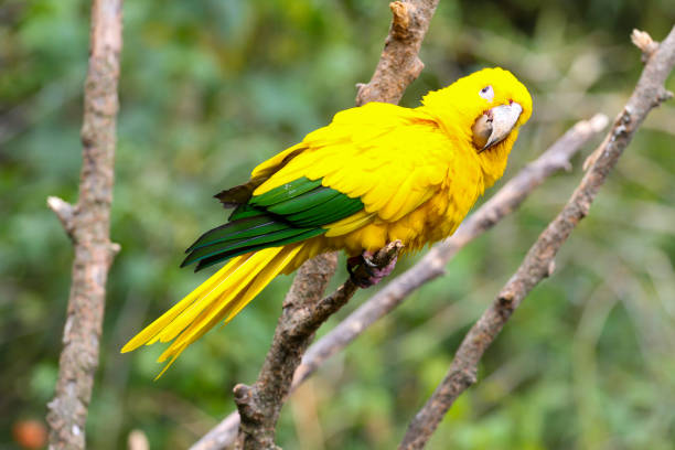istock Yellow parrot on a tree, bird in natural landscape. 1225203558