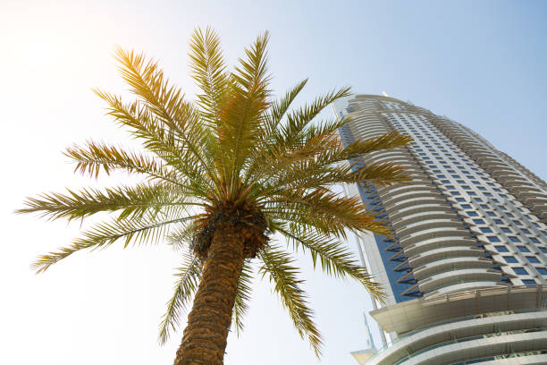 Summer city landscape, branches of a green palm on the background of a multi-storey building.