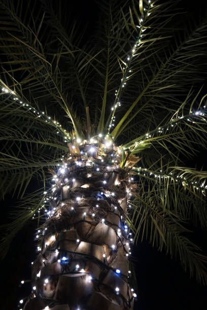 istock Palma with Christmas light decorations . 1225204697