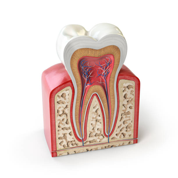 anatomie dentaire des dents. section transversale de la dent humaine isolée sur le blanc. - teeth model photos et images de collection
