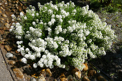 Yarrow Plant Blossom - Achillea millefoliumow isolated on white Background