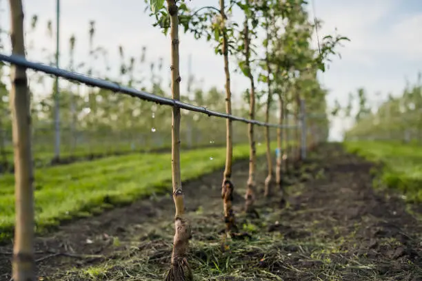 Photo of Using drip irrigation in a young apple tree garden