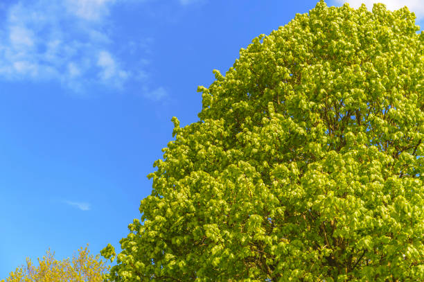 The tops of trees on a bright spring morning with blue sky.The location is Dumfries and Galloway, south west Scotland.