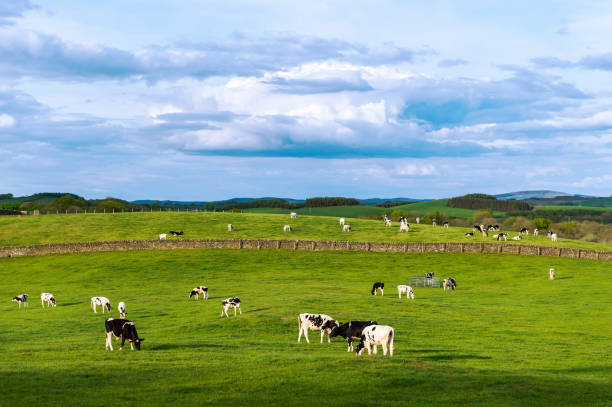 istock Dairy cattle grazing in a Scottish field on a Spring evening 1225208548