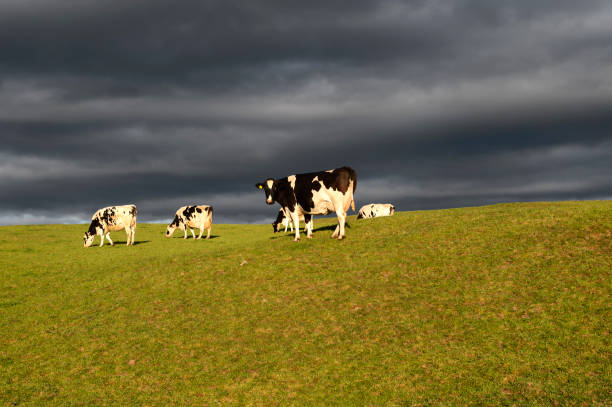 istock Dairy cattle grazing in a Scottish field during golden hour with dark storm clouds. 1225208583