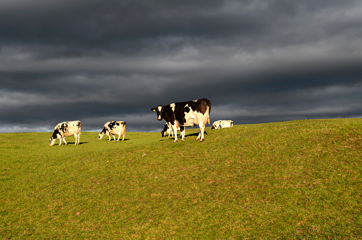 A herd of dairy cattle grazing in a Scottish field in the last light of the evening.
The field is in rural Dumfries and Galloway, south west Scotland.