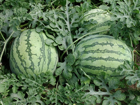 Watermelons ready to collect view of a field where groups of watermelons are seen