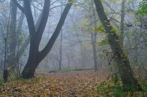 istock autumn forest with misty morning 1225209745