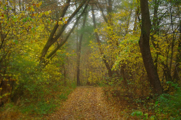 istock autumn forest with misty morning 1225209782