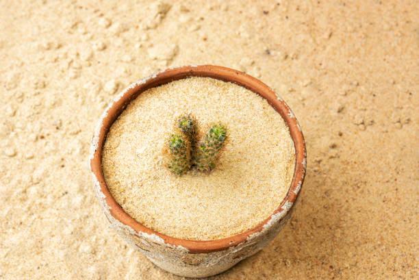 istock Cactus houseplant in a pot on a sandy background 1225209835