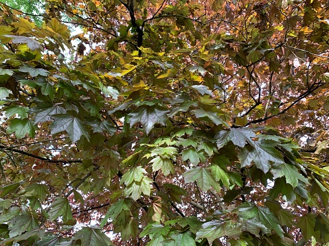 Northern red oak (Quercus rubra) springtime green leaves