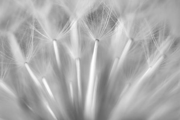istock Macro flower Taraxacum officinale 1225210199