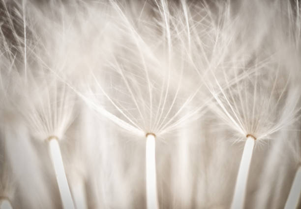 istock Macro flower Taraxacum officinale 1225210200