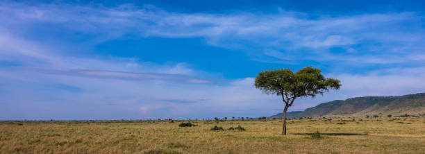 istock Beautiful landscape with tree in Africa 1225211043