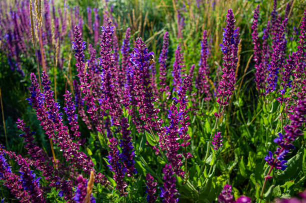 istock Violet meadow flowers and green grass at sunset. 1225212087