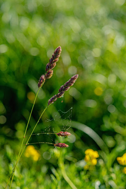le orecchie della pianta al mattino e le ragnatele nel prato sono coperte da gocce di rugiada. - wild barley foto e immagini stock