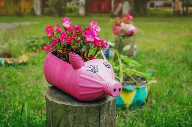 Photo of Pink flowerpot in the form of a pig from a plastic bottle.