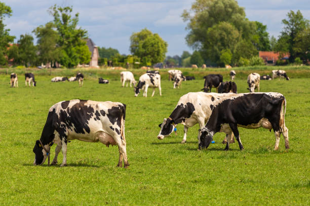 istock Group of holstein cows in a meadow 1225212563