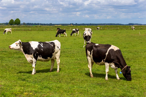 istock Group of holstein cows in a meadow 1225212769