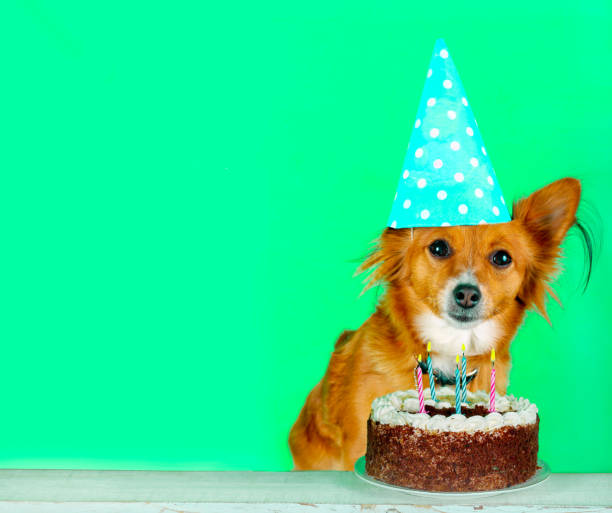istock Dog with birthday cake 1225213577