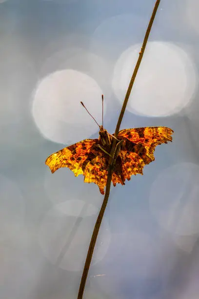 Comma (Polygonia c-album) perched on a grass stem