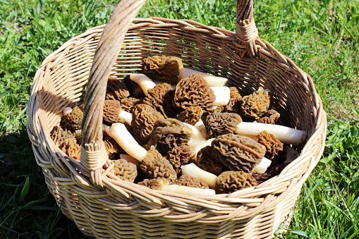 Early Morels or Wrinkled Thimble Morels (Verpa bohemica). Early spring mushrooms in a basket at natural sunlight compositions.