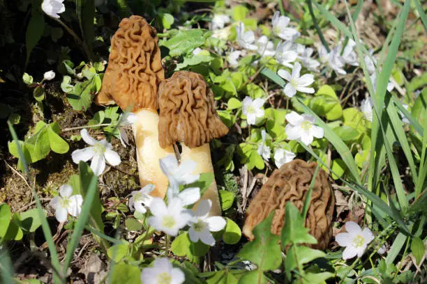 Photo of Early Morels or Wrinkled Thimble Morels (Verpa bohemica).