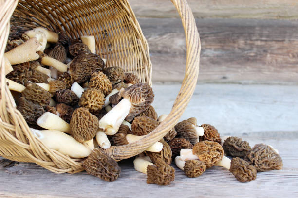 A wicker basket holds freshly harvested mushrooms, hanging on a branch in a serene forest setting.