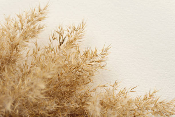 Pampas grass Dried natural pampas grass on white surface. Flat lay. Background boho. Minimalism. Low depth of field. pampas photos stock pictures, royalty-free photos & images