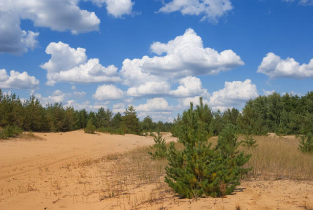 istock green pine forest on a sand under cloudy sky 1225216982