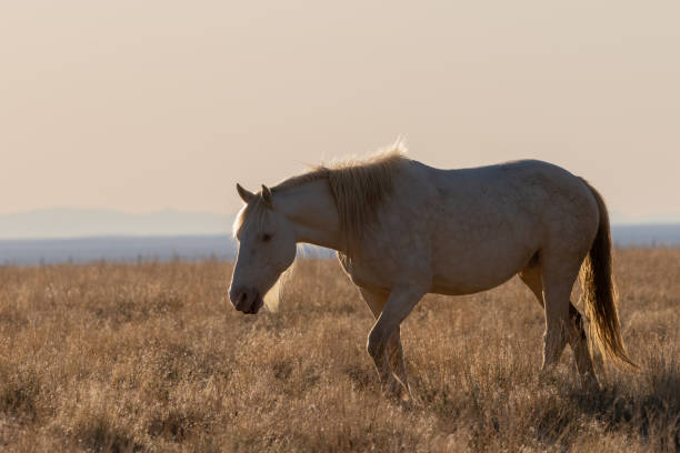 istock Wild Horse in the Utah Desert 1225217202