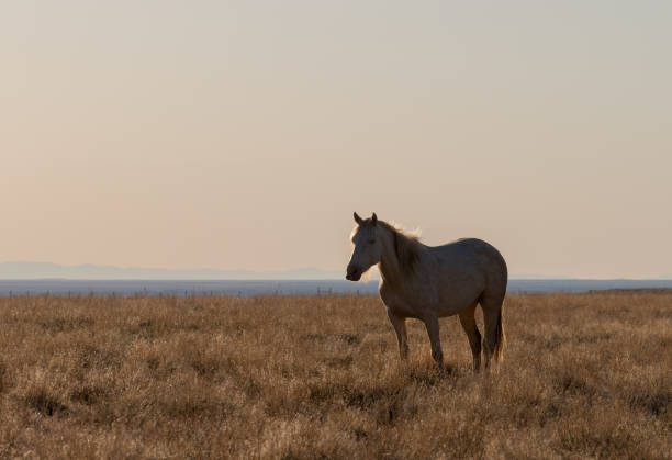 istock Wild Horse in the Utah Desert 1225217211