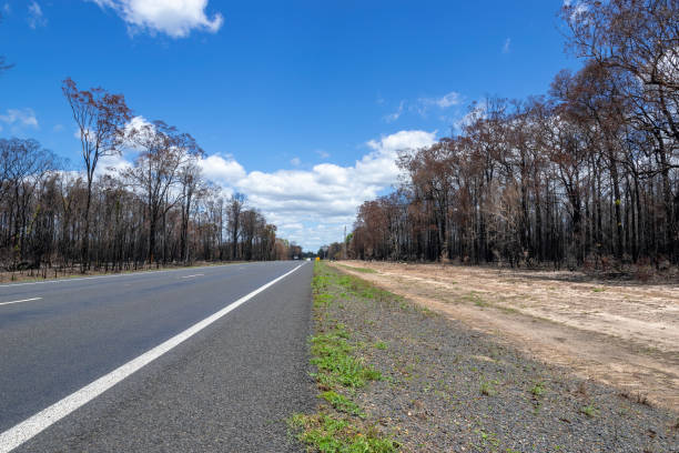 istock After The Bushfire, Queensland, Australia 1225221996