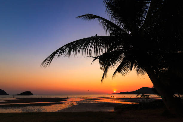 istock a coconut tree with sunset sky near the beach. 1225222412