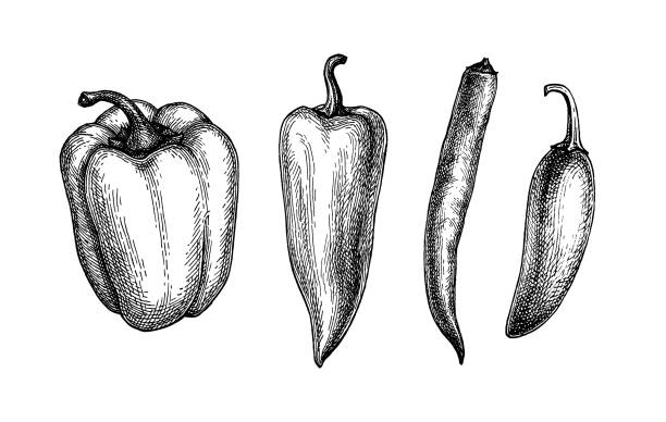 Ink sketch of peppers Long, bell and chili peppers. Ink sketch collection isolated on white background. Hand drawn vector illustration. Retro style. pepper stock illustrations