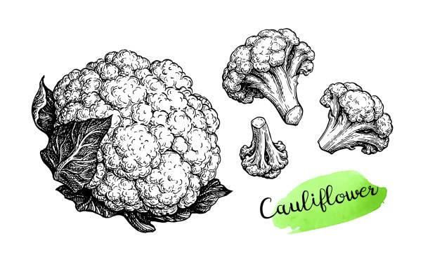 Ink sketch of cauliflower. Cauliflower. Ink sketch isolated on white background. Hand drawn vector illustration. Retro style. cauliflower nutrition stock illustrations