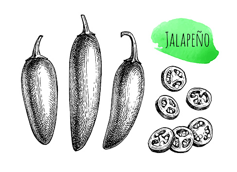 Jalapeño. Chili pepper pod. Ink sketch isolated on white background. Hand drawn vector illustration. Retro style.