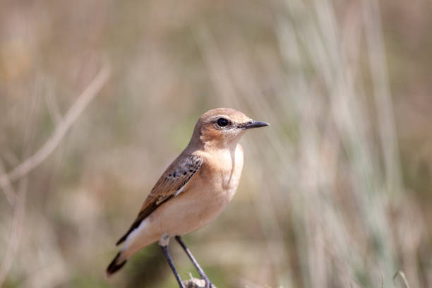 istock Isabelline Wheatear, Oenanthe, bird. 1225224954