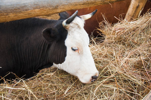 istock Cows in a farm. Dairy cows 1225226121