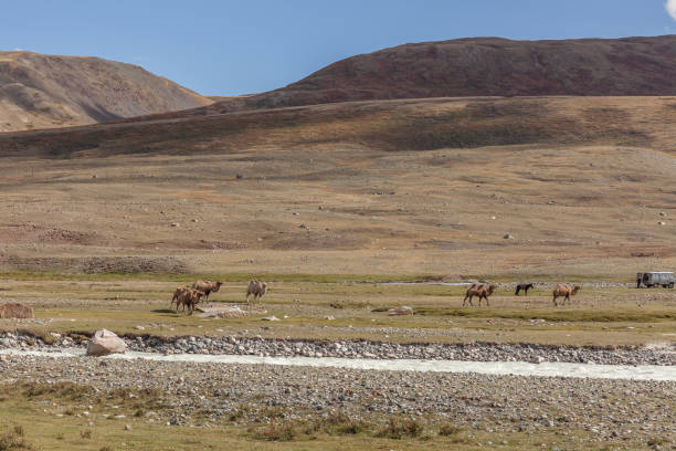 istock Altai, Mongolia - June 14, 2019: Camel team in steppe with mountains in the background. Altai, Mongolia 1225227311