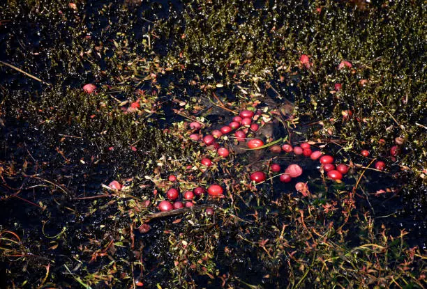 Loose floating cranberries in mud around a bog.