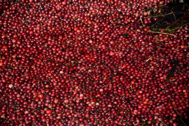 Beautiful vibrant red cranberries floating on a bog.