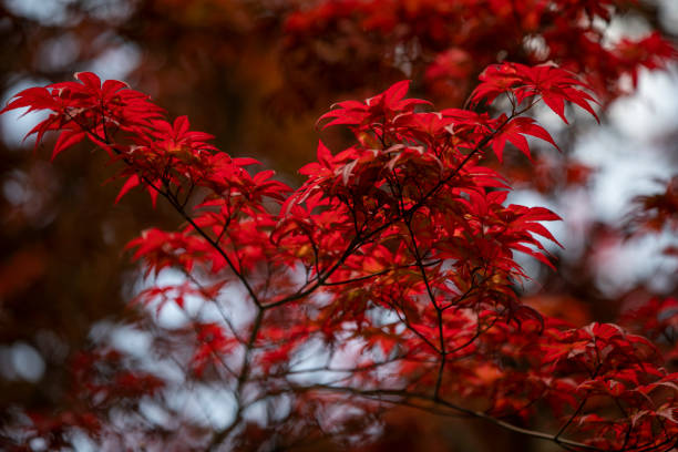 istock Red Maple Trees show a real explosion of color 1225229284