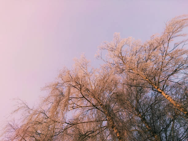 Tree branches on a background of sky under the sun