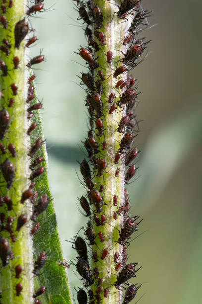 많은 검은 진딧물 또는 검은 콩 진딧물 - 식물의 줄기에 빠는 aphis fabae. - black bean aphid 뉴스 사진 이미지